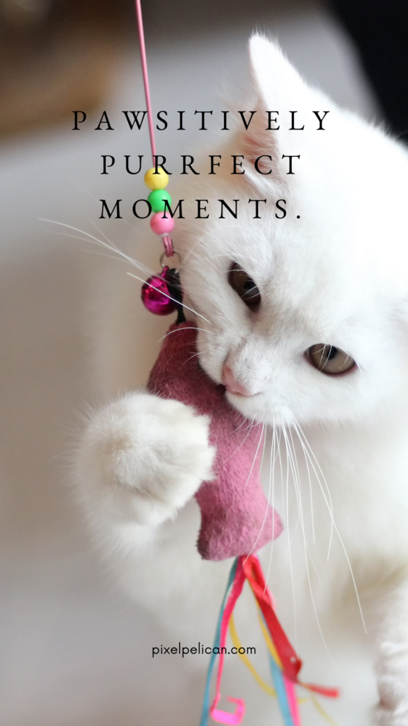 Pawsitively purrfect moments.