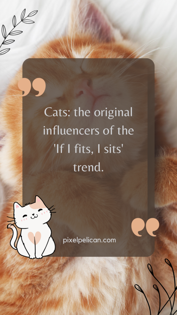 Cats: the original influencers of the 'If I fits, I sits' trend.