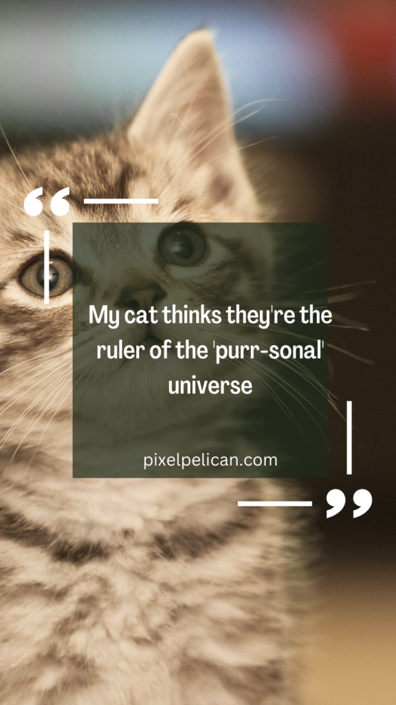 My cat thinks they're the ruler of the 'purr-sonal' universe