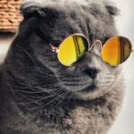 Russian blue cat wearing yellow sunglasses